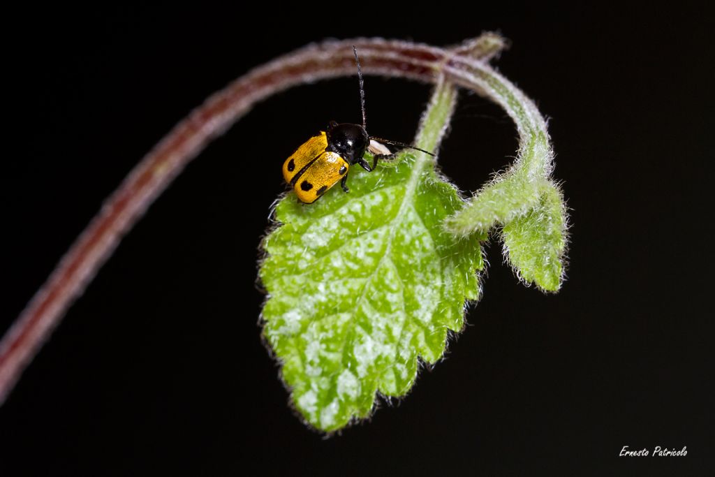 Chrysomelidae: Chryptocephalus cfr. imperialis